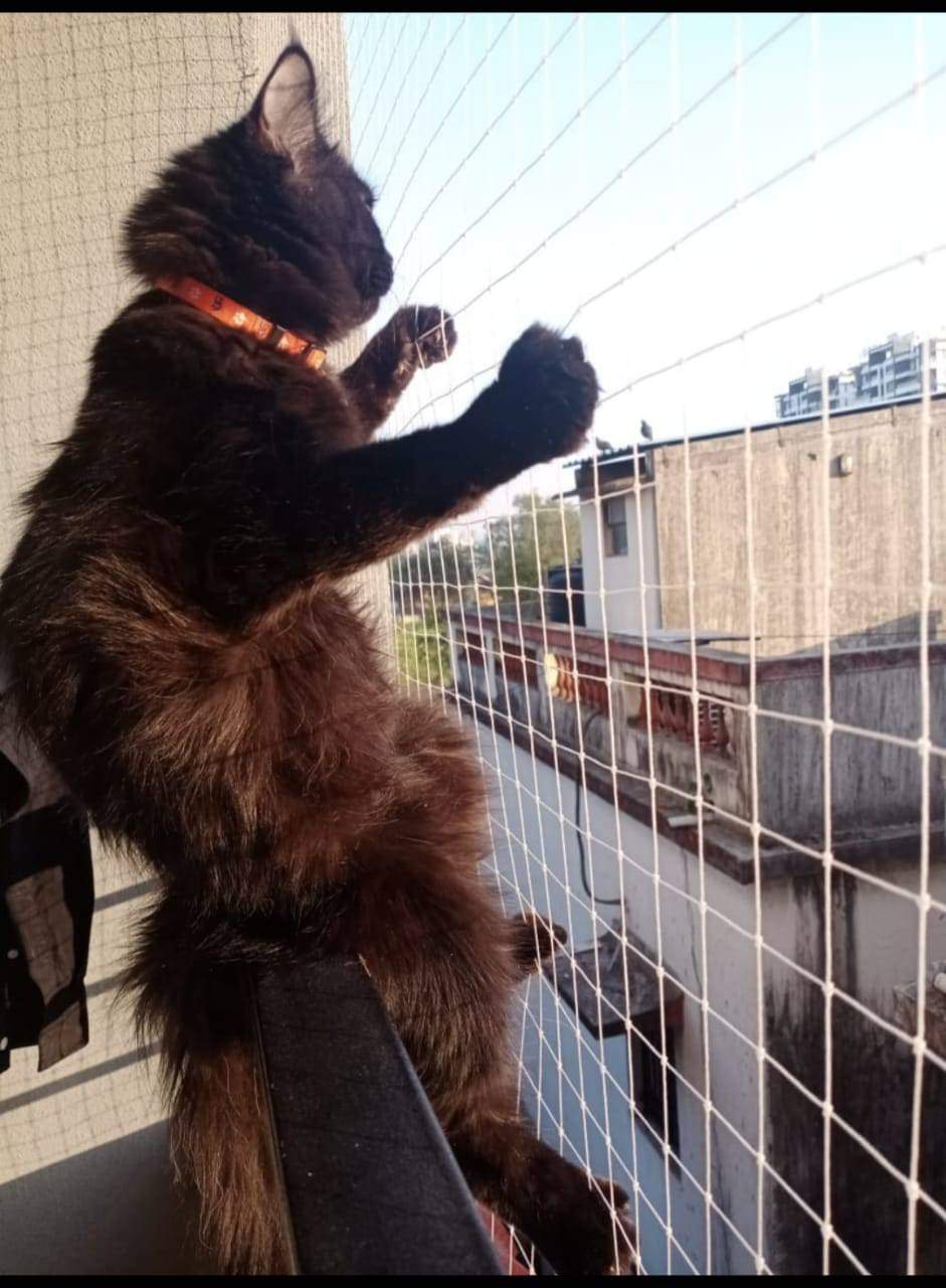 Cat Safety Net